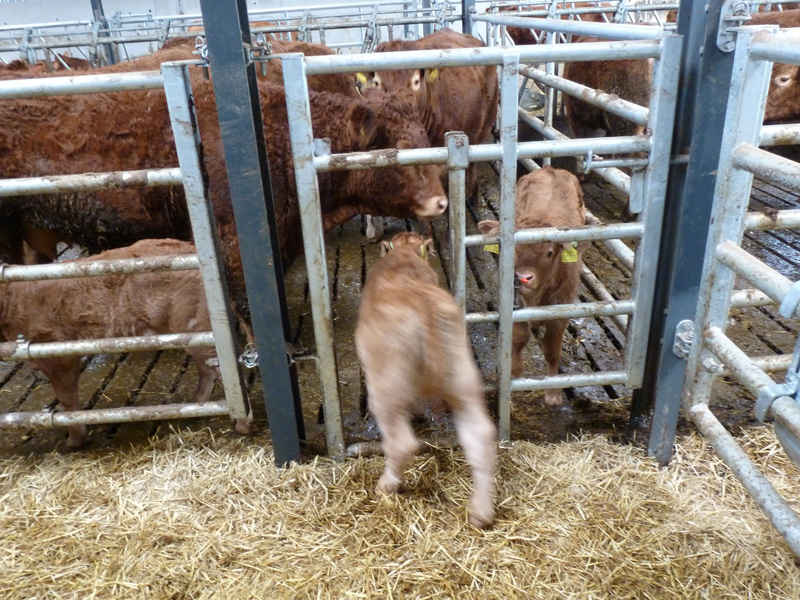 calf-creep